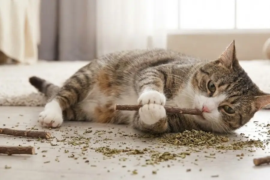 Catnip vs. Silvervine: What If My Cat Doesn’t Like the Nip?